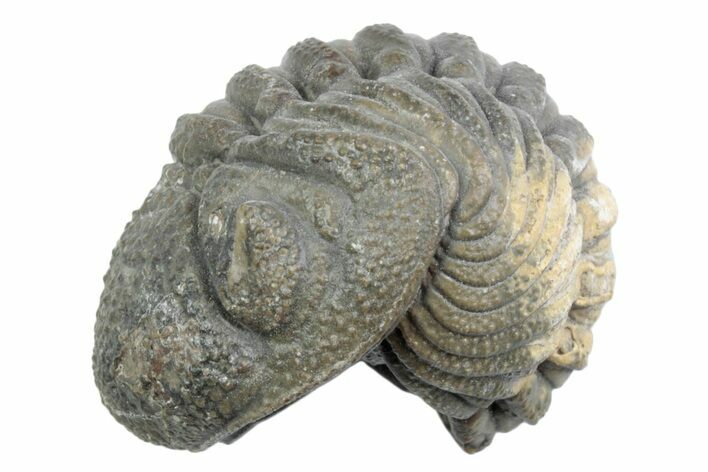 Wide, Bumpy Enrolled Morocops Trilobite - Morocco #383422